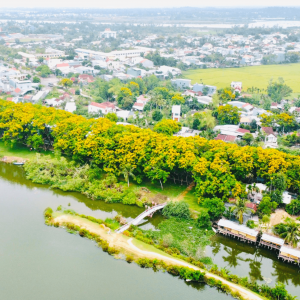 Tam Kỳ - Mùa hoa sưa